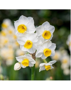 Нарцисс тацеттовидный «Минноу», 12/14 р-р, 5 шт., 20 h(см), Осень 2025 Поиск