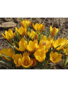 Крокус ботанический «Голдилокс», 5+ р-р, 10 шт., 10 h(см), Осень 2025 Поиск