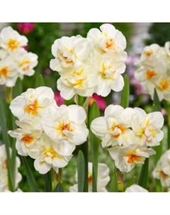 Нарцисс махровый «Абба», 12/14 р-р, 5 шт., 35 h(см), Осень 2025 Поиск