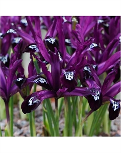 Ирис сетчатый Полин, 5/6 р-р, 10 шт., h=15 см, Осень 2025 Поиск