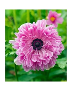 Анемона корончатая махровая Пинк, 5/6 р-р, 10 шт., h=30 см, Осень 2025 Поиск