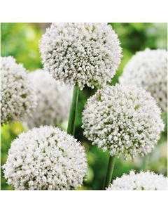 Лук виноградный Уайт Клауд, 6/+ р-р, 10 шт, 85 h(см), Осень 2025 Поиск