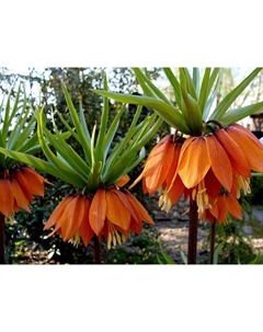 Рябчик императорский Гарланд Стар, 20/24 р-р, 1 шт, 90-100 h(см), Осень 2025 Поиск