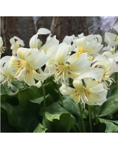 Кандык калифорнийский «Уайт Бьюти», I р-р, 3 шт., 20-25 h(см), Осень 2025 Поиск