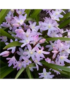 Хионодокса Форбса Пинк Джайант, 5/6 р-р, 10 шт, 15 h(см), Осень 2025 Поиск