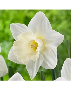 Нарцисс крупнокорончатый «Дездемона», 12/14 р-р, 5 шт., 35 h(см), Осень 2025 Поиск