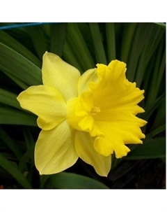 Нарцисс трубчатый «Стандарт Велью», 12/14 р-р, 5 шт., 40 h(см), Осень 2025 Поиск
