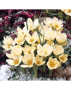 Крокус ботанический «Крим Бьюти», 5+ р-р, 10 шт., 10 h(см), Осень 2025 Поиск