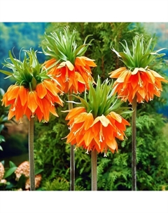 Рябчик императорский Аврора, 20/24 р-р, 1 шт, 90-100 h(см), Осень 2025 Поиск