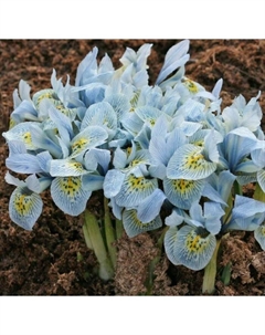 Ирис сетчатый Катарина Ходжкин, 6/+ р-р, 10 шт., h=15 см, Осень 2025 Поиск