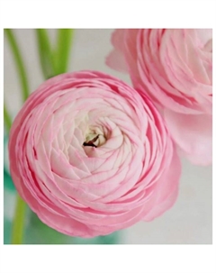 Ранункулюс Романс Ноан, I р-р, 1 шт., 75-80 h(см), Осень 2025 Поиск