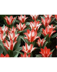 Тюльпан Грейга Батекап, 11/12 р-р, 10 шт, 15 h(см), Осень 2025 Поиск