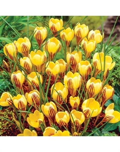 Крокус ботанический «Джипси Гёрл», 5+ р-р, 10 шт., 10 h(см), Осень 2025 Поиск