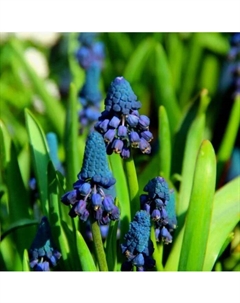 Бельвалия густоцветковая, 6/+ р-р, 10 шт., 20 h(см), Осень 2025 Поиск