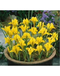 Ирис Данфорда, 5/6 р-р, 10 шт., h=10 см, Осень 2025 Поиск