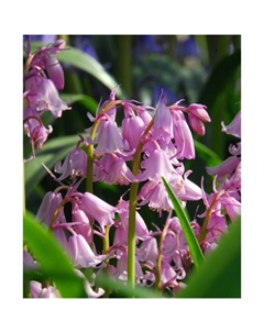 Пролеска колокольчатая Пинк, 7/8 р-р, 10 шт, 25 h(см), Осень 2025 Поиск