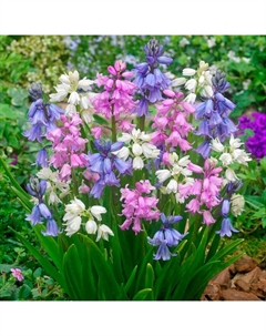 Пролеска колокольчатая смесь окрасок, 7/8 р-р, 10 шт, 25 h(см), Осень 2025 Поиск