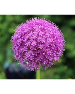 Лук декоративный Гладиатор, 18/20 р-р, 1 шт, 125 h(см), Осень 2025 Поиск