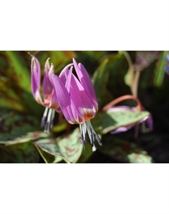 Кандык европейский, I р-р, 5 шт., 15-30 h(см), Осень 2025 Поиск