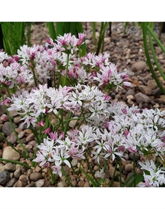 Лук декоративный «Хамелеон», 4/5 р-р, 10 шт., 45-50 h(см), Осень 2025 Поиск