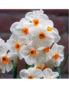 Нарцисс тацеттовидный «Гераниум», 12/14 р-р, 5 шт., 40 h(см), Осень 2025 Поиск