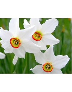 Нарцисс поэтический «Рекурвус», 12/14 р-р, 5 шт., 55 h(см), Осень 2025 Поиск