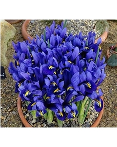 Ирис сетчатый Пикси, 5/6 р-р, 10 шт., h=15 см, Осень 2025 Поиск