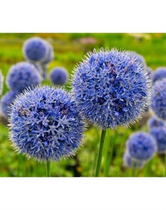 Лук декоративный голубой, 4/5 р-р, 10 шт., 80-100 h(см), Осень 2025 Поиск