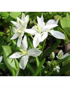 Птицемлечник баланза, 5/6 р-р, 10 шт, 15 h(см), Осень 2025 Поиск