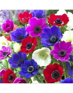 Анемона корончатая де Кан, смесь окрасок, 6/7 р-р, 10 шт., h=30 см, Осень 2025 Поиск