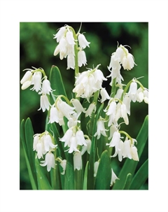 Пролеска колокольчатая Вайт, 7/8 р-р, 10 шт, 25 h(см), Осень 2025 Поиск