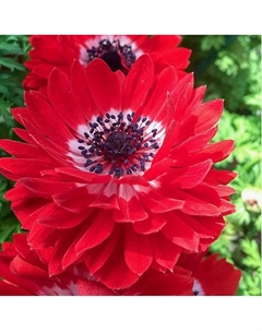 Анемона корончатая махровая Ред, 5/6 р-р, 10 шт., h=30 см, Осень 2025 Поиск