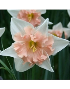 Нарцисс с расщепленной коронкой «Дир Лав», 12/14 р-р, 3 шт., 40 h(см), Осень 2025 Поиск