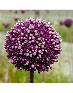 Лук декоративный Саммер Драммер, 10/12 р-р, 3 шт, 150 h(см), Осень 2025 Поиск