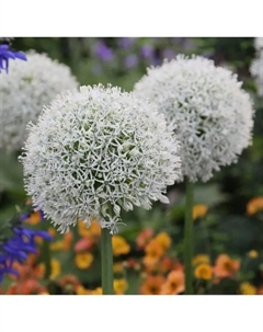 Лук декоративный «Маунт Эверест», 18/20 р-р, 1 шт., 100 h(см), Осень 2025 Поиск