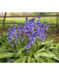 Гиацинтоидес испанский, 6/7 р-р, 10 шт., 30-40 h(см), Осень 2025 Поиск