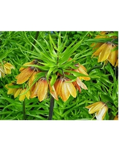 Рябчик императорский Страйпт Бьюти, 20/24 р-р, 1 шт, 60-120 h(см), Осень 2025 Поиск