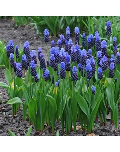 Мускари широколистный, 6/7 р-р, 10 шт, 25 h(см), Осень 2025 Поиск