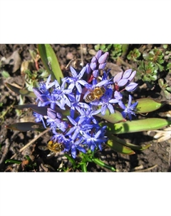 Пролеска двулистная, 4/5 р-р, 10 шт, 15 h(см), Осень 2025 Поиск