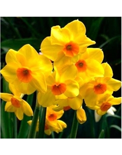 Нарцисс тацеттовидный «Скарлет Джем», 12/14 р-р, 5 шт., 35 h(см), Осень 2025 Поиск