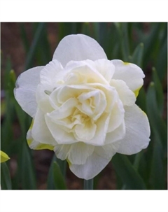 Нарцисс махровый «Обдэм», 12/14 р-р, 5 шт., 45 h(см), Осень 2025 Поиск