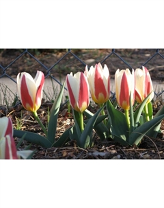 Тюльпан Кайфмана Зе Фёст, 10/11 р-р, 10 шт, 15 h(см), Осень 2025 Поиск