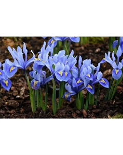 Ирис сетчатый Алида, 5/6 р-р, 10 шт., h=15 см, Осень 2025 Поиск