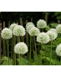 Лук декоративный стебельчатый «Вайт Джаинт», 18/20 р-р, 1 шт., 100 h(см), Осень 2025 Поиск