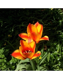 Тюльпан Грейга Кейп Код, 10/11 р-р, 10 шт, 25 h(см), Осень 2025 Поиск