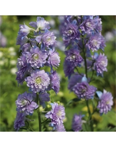 Дельфиниум высокий «Скай Сенсейшн», р-р I, 1 шт., Осень 2025 Поиск