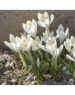 Крокус прекрасный Альба, 5+ р-р, 10 шт, 15 h(см), Осень 2025 Поиск