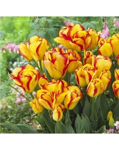 Тюльпан многоцветковый Аутбрейк, 11/12 р-р, 10 шт, 40 h(см), Осень 2025 Поиск