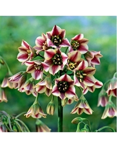 Лук болгарский, 8/10 р-р, 10 шт, 90 h(см), Осень 2025 Поиск