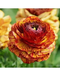 Лютик «Пикоти Кафе о Ле», 7/8 р-р, 10 шт., 45-50 h(см), Осень 2025 Поиск